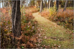 A Walk in the woods WEB