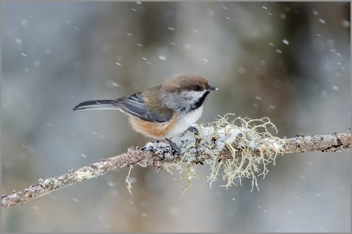 Boreal Chickadee 2 WEB