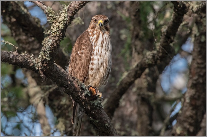 Broad-winged Hawk WEB