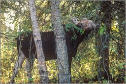 Cow moose IR WEB