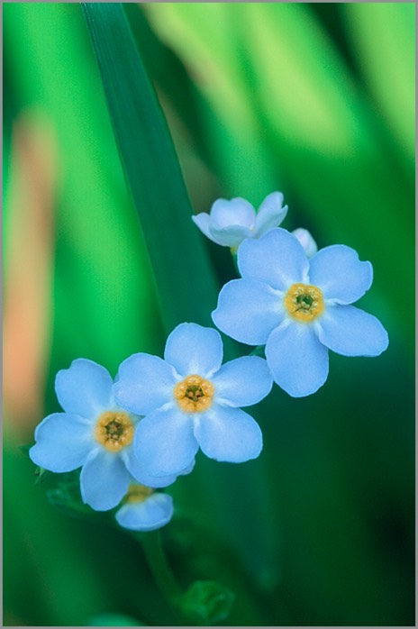 Forget Me Nots WEB