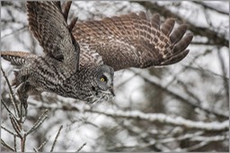 Great Gray Owl 6 2109 WEB copy