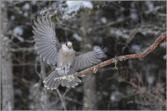 Grey Jay WEB