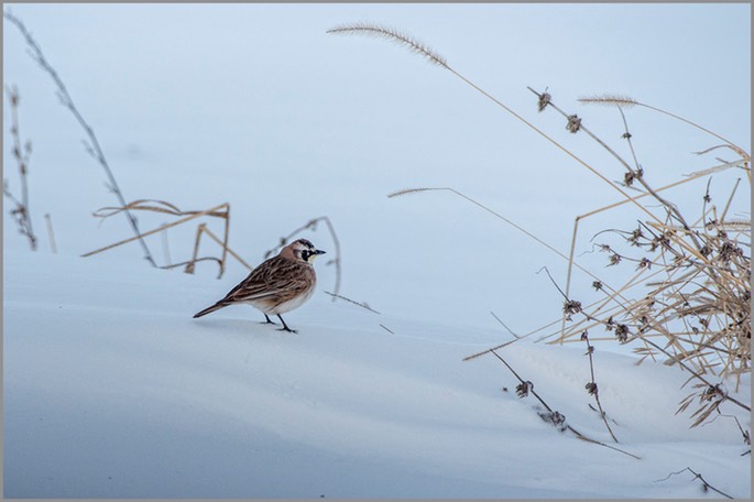 Horned Lark WEB