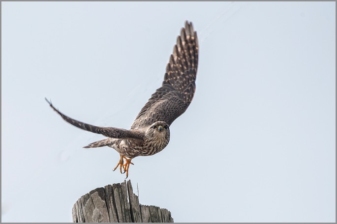 Merlin in flight 1 WEB copy