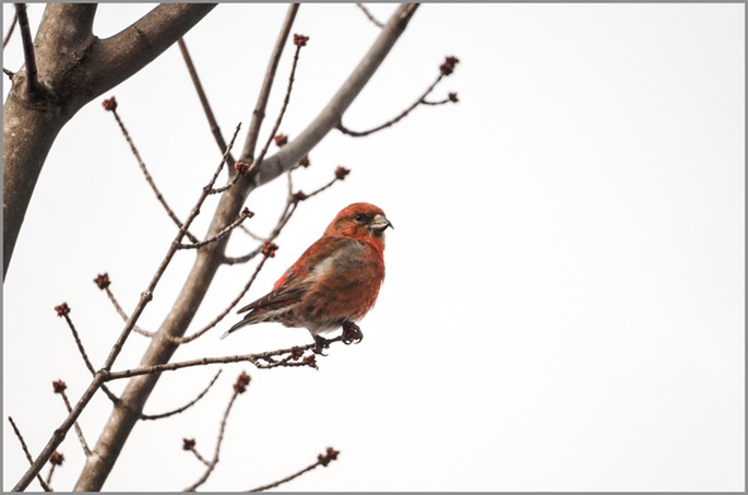 Red Crossbill WEB